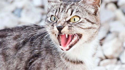 Cats can hiss for the majority of reasons, and to understand exactly why your cat started to hiss, you will have to look at her body language and surroundings. Cats will use hissing sounds to communicate with you, other cats, and other animals. You must understand in what situation your cat is asking for your help. Let's look at the 5 most ... 